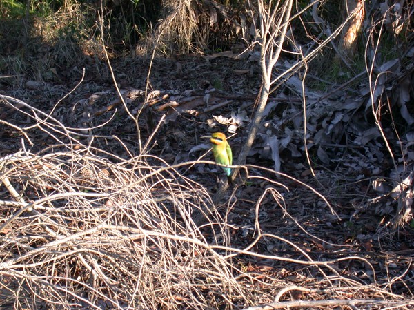 Rainbow Bee-eater (Fogg Dam)